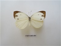 藏品(飛龍白粉蝶)的圖片